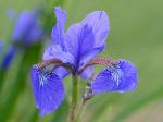 Iris sibirica L.