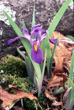 Iris verna L.