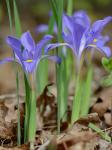 Iris verna L. var. smalliana Fernald ex M.E. Edwards