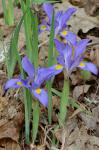 Iris verna L. var. smalliana Fernald ex M.E. Edwards