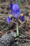 Iris verna L. var. verna