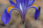 Iris verna L. var. verna
