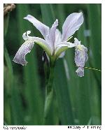 Iris versicolor L.