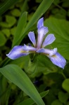 Iris versicolor L.