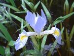 Iris virginica L.