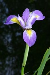 Iris virginica L.