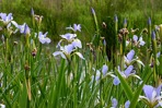 Iris virginica L.