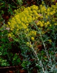 Isatis tinctoria Linnaeus