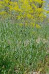 Isatis tinctoria Linnaeus