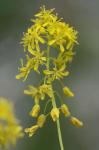Isatis tinctoria Linnaeus