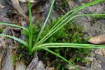 Isoetes virginica N.E. Pfeiffer