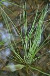 Isoetes virginica N.E. Pfeiffer