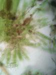 Isopterygiopsis muelleriana (Schimp.) Z. Iwats.