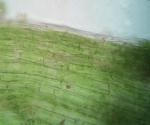 Isopterygiopsis muelleriana (Schimp.) Z. Iwats.