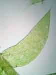 Isopterygiopsis muelleriana (Schimp.) Z. Iwats.