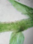 Isopterygiopsis muelleriana (Schimp.) Z. Iwats.