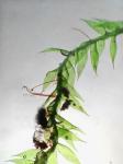 Isopterygiopsis pulchella (Hedw.) Z. Iwats.