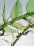 Isopterygiopsis pulchella (Hedw.) Z. Iwats.