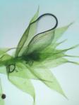 Isopterygiopsis pulchella (Hedw.) Z. Iwats.