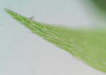 Isopterygiopsis pulchella (Hedw.) Z. Iwats.