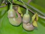 Isotrema macrophyllum (Lam.) C.F. Reed