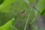 Isotrema macrophyllum (Lam.) C.F. Reed