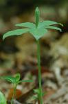 Isotria medeoloides (Pursh) Raf.