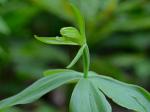 Isotria medeoloides (Pursh) Raf.