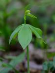 Isotria medeoloides (Pursh) Raf.