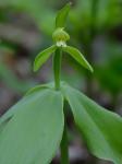 Isotria medeoloides (Pursh) Raf.