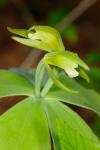 Isotria medeoloides (Pursh) Raf.