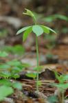 Isotria medeoloides (Pursh) Raf.