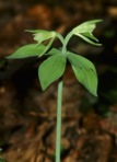 Isotria medeoloides (Pursh) Raf.