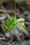 Isotria verticillata (Muhl. ex Willd.) Raf.