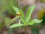 Isotria verticillata (Muhl. ex Willd.) Raf.
