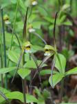 Isotria verticillata (Muhl. ex Willd.) Raf.