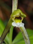 Isotria verticillata (Muhl. ex Willd.) Raf.
