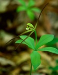 Isotria verticillata (Muhl. ex Willd.) Raf.