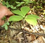 Isotria verticillata (Muhl. ex Willd.) Raf.