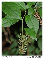 Itea virginica L.