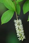 Itea virginica L.
