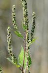 Iva annua L.