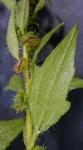 Iva annua L.