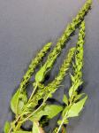 Iva annua L.