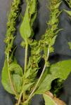 Iva annua L.