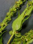 Iva annua L.
