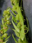 Iva annua L.
