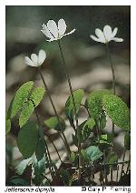 Jeffersonia diphylla (L.) Pers.