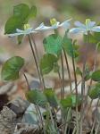 Jeffersonia diphylla (L.) Pers.