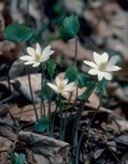 Jeffersonia diphylla (L.) Pers.
